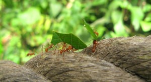 Some ants are carrying their food to their colony. 