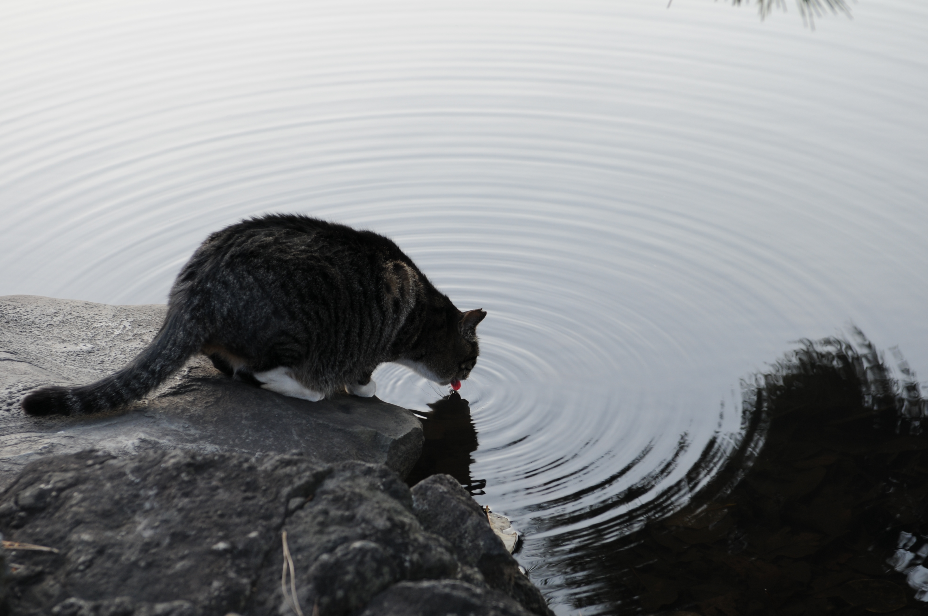 A cat drinks from a pond.